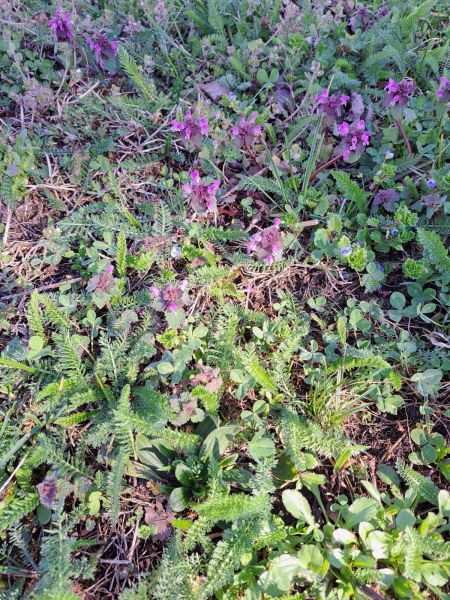 JPG Bild 4B71 949A 15 6
